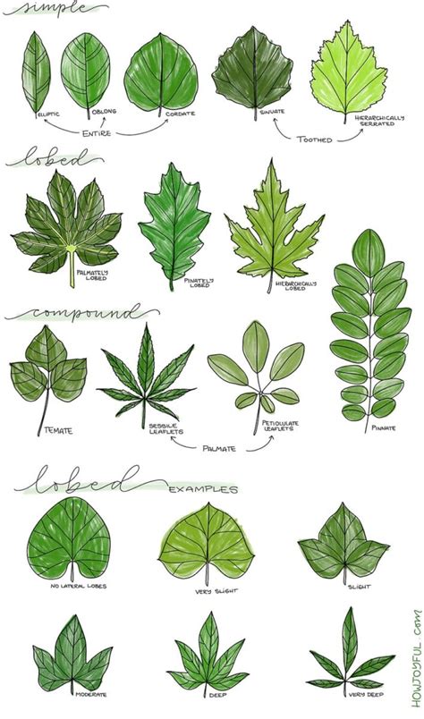 simple drawing of leaves|types of leaves drawing.